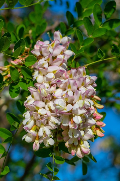 Branche d'acacia avec feuilles vertes et plante de miel de fleur blanche