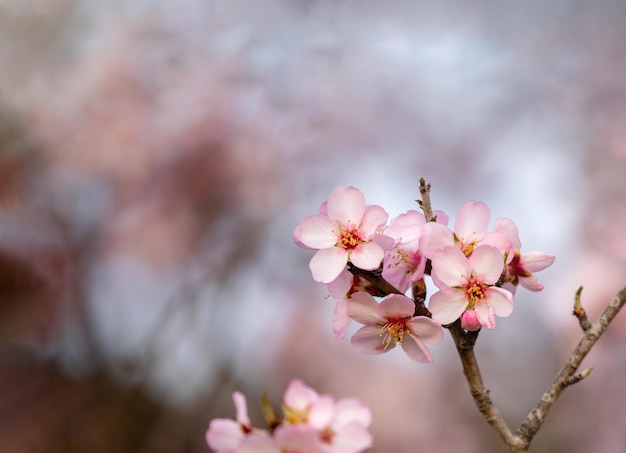 Branche d'amandier avec des fleurs au printemps