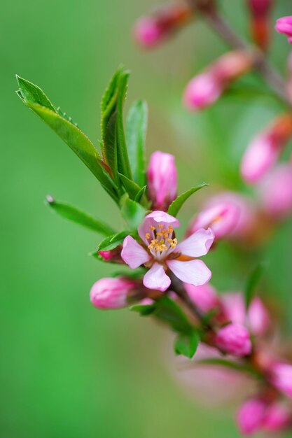 branche d'amandier avec fleurs et feuilles roses sur fond de pelouse verte