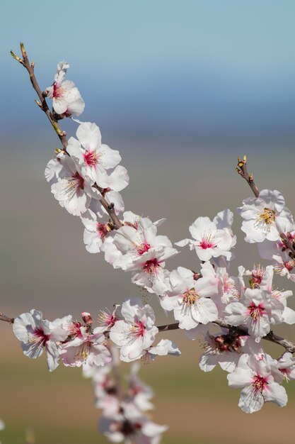 Photo branche d'amandier en fleurs. instants de printemps