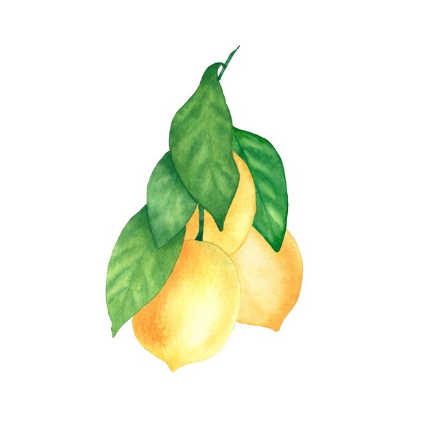 Branche aquarelle avec citrons Illustration botanique Image pour l'impression sur textiles et emballages