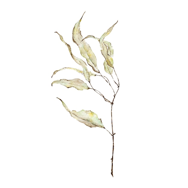 Branche avec aquarelle de feuilles vertes peintes sur blanc