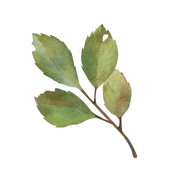 Branche aquarelle de prune Feuilles vertes Isolé sur fond blanc Illustration dessinée à la main Saison d'été Pour la conception d'emballages, les textiles de cuisine portent