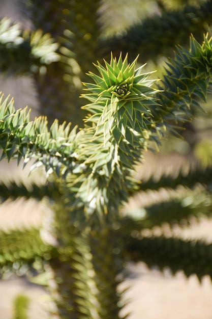 Branche de l'araucarie chilienne araucaria araucana