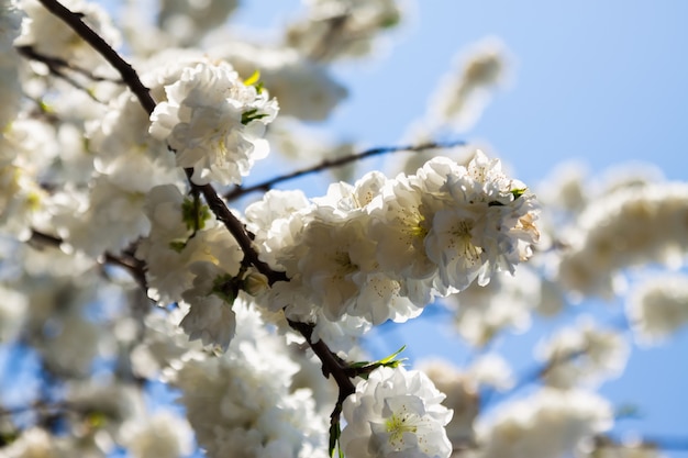 branche d&#39;arbre au printemps