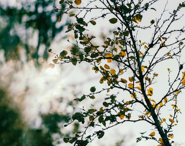 Branche d'arbre d'automne dynamique horizontale avec toile de fond bokeh fuite de soleil