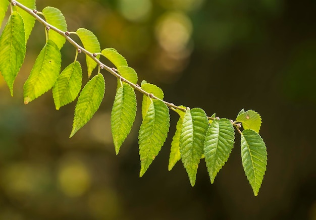 Branche d&#39;arbre aux feuilles vertes