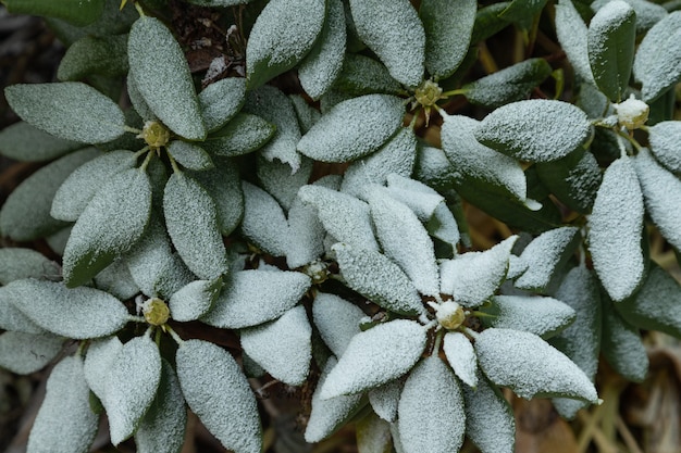 Branche d'arbre azalée couverte de givre