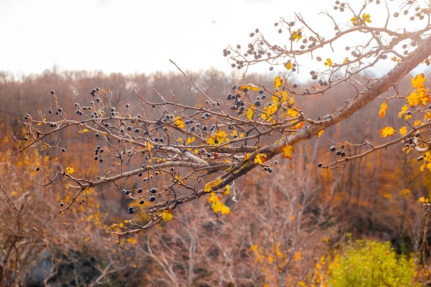 branche d'arbre avec des baies sauvages noires dans les montagnes d'Adygea un jour d'automne