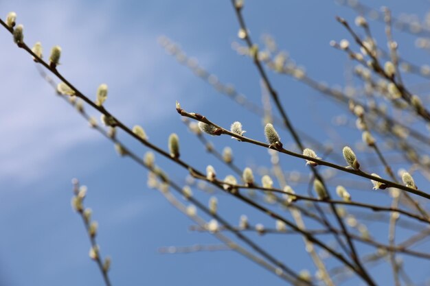 Une branche d'un arbre avec des bourgeons au début du printemps contre un ciel bleu avec des nuages blancs sur une journée ensoleillée