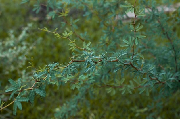 Branche d'un arbre de caldeau en gros plan