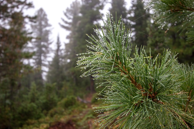 Branche d'arbre conifère avec gouttes de pluie