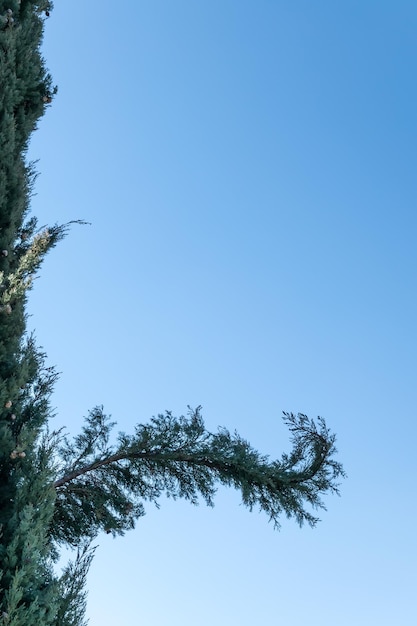 La branche d'un arbre contre le ciel bleu de près