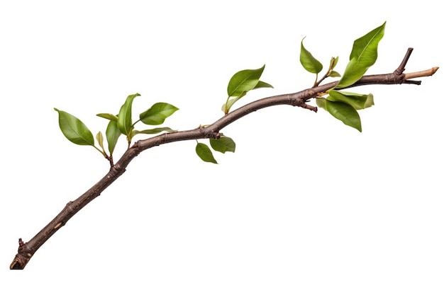 Une branche d'arbre coupée avec des feuilles vertes réaliste tordue isolée sur fond blanc