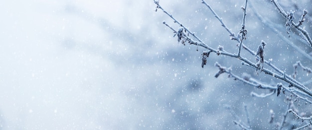 Branche d'arbre couverte de givre sur fond flou pendant les chutes de neige, espace pour copie