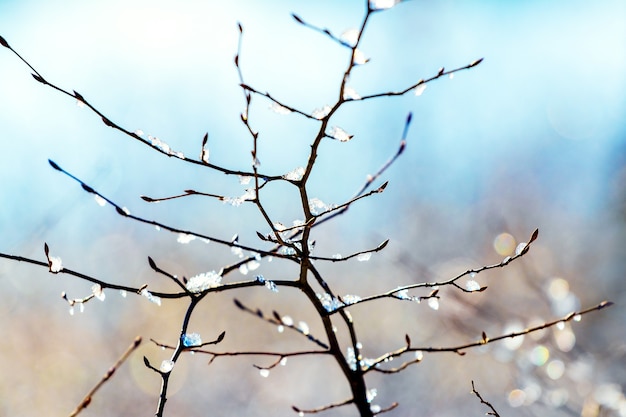 Branche d'arbre couverte de glace par temps ensoleillé