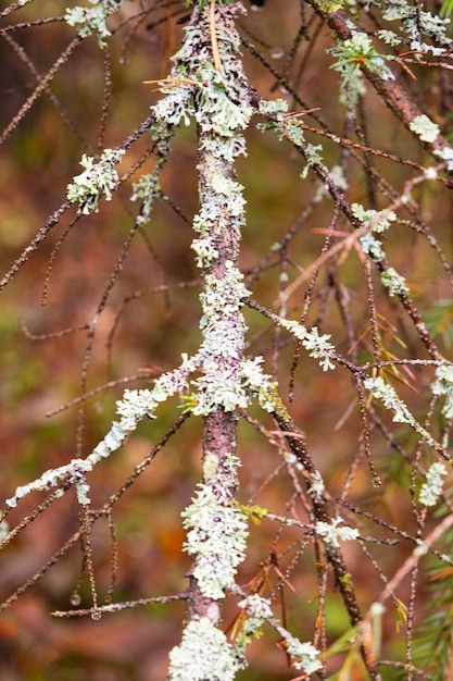 Photo une branche d'arbre couverte de mousse verte