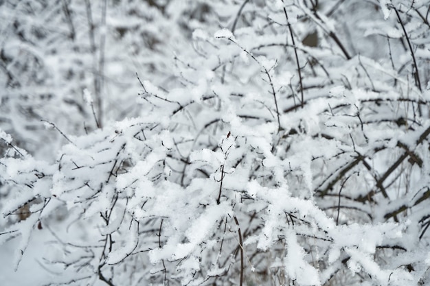 Branche d'arbre couverte de neige dans la forêt d'hiver.