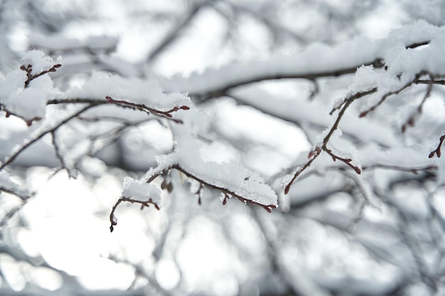 Branche d'arbre couverte de neige dans la forêt d'hiver.