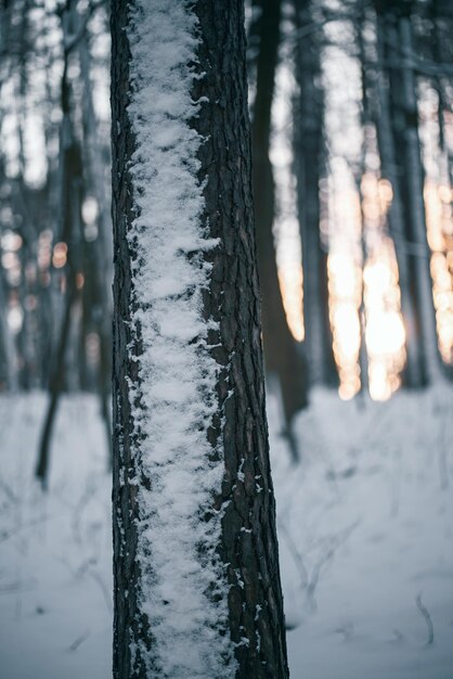 Branche d'arbre couverte de neige dans la forêt Tronc d'un arbre pendant la saison d'hiver