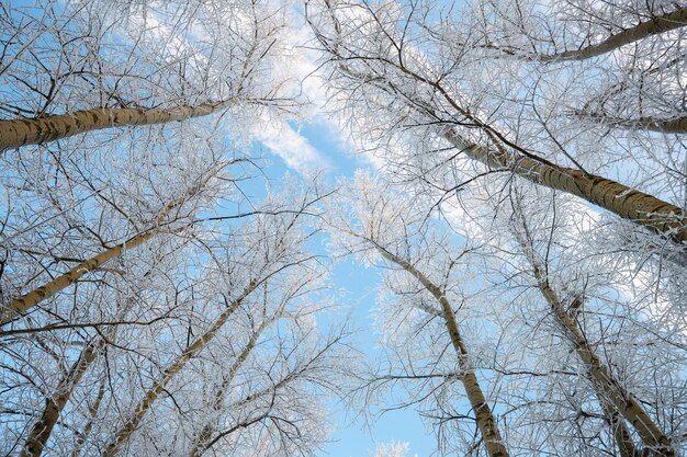 Branche de l'arbre dans la neige contre le ciel