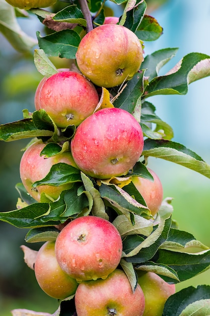 Une branche d'arbre avec de délicieuses pommes rouges. Bonjour jour d'automne