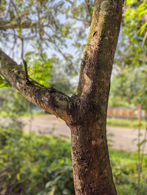 Une branche d'arbre avec une écorce moussue verte