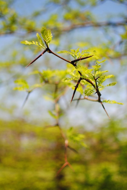 Branche d'arbre épineuse dangereuse pour l'homme