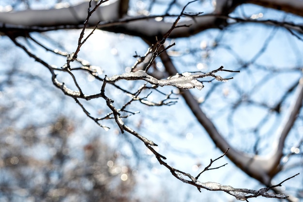 La branche d'arbre était recouverte d'une croûte de glace après une pluie glacée Motif et texture naturels