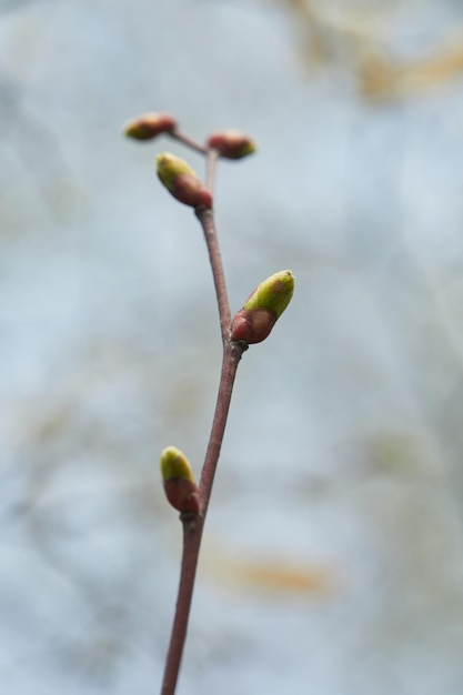 branche d'arbre fermée bourgeons fermés