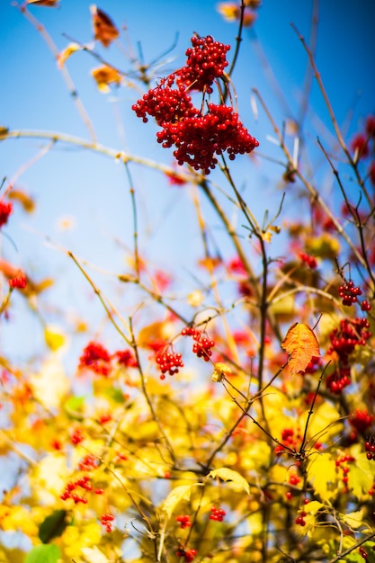 Branche d'arbre avec des feuilles d'automne colorées et des baies rouges agrandi Fond d'automne Beau fond naturel fort flou avec fond