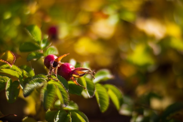 Branche d'arbre avec des feuilles d'automne colorées et des baies rouges agrandi Fond d'automne Beau fond naturel fort flou avec fond