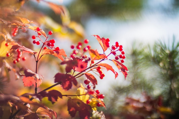 Branche d'arbre avec des feuilles d'automne colorées et des baies rouges agrandi Fond d'automne Beau fond naturel fort flou avec fond