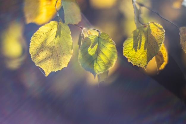 Branche d'arbre avec des feuilles d'automne colorées en gros plan Fond d'automne Beau fond naturel fort flou avec fond