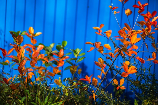 Branche d'arbre avec des feuilles d'automne colorées en gros plan Fond d'automne Beau fond naturel fort flou avec fond