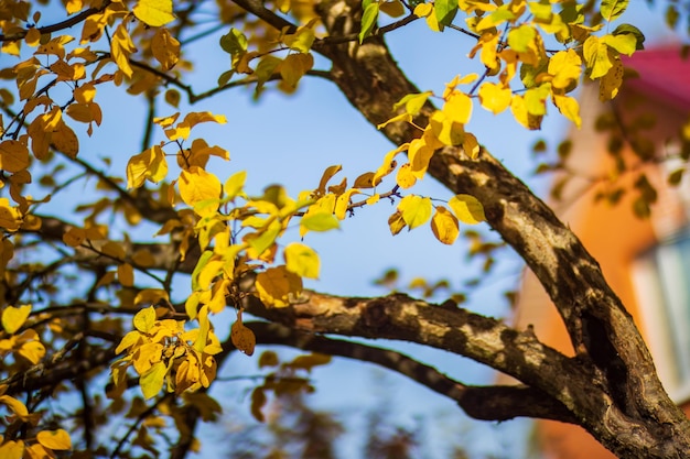 Branche d'arbre avec des feuilles d'automne colorées en gros plan Fond d'automne Beau fond naturel fort flou avec fond