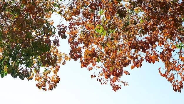 Une branche d'arbre avec des feuilles d'automne dans le ciel