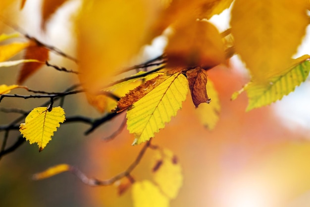 Branche d'arbre avec des feuilles d'automne jaunes dans la forêt sur un arrière-plan flou