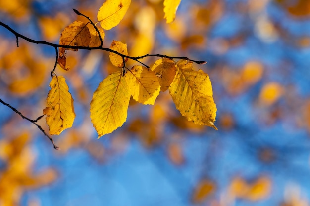 Branche d'arbre avec des feuilles d'automne jaunes sur fond de ciel bleu par une journée ensoleillée