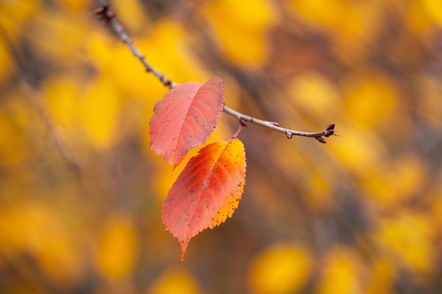 Branche d'arbre avec des feuilles d'automne rouges sur un arrière-plan flou