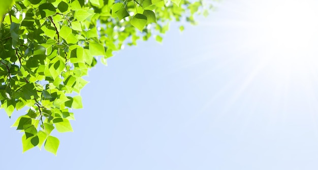 Branche d'arbre avec des feuilles devant un ciel bleu ensoleillé