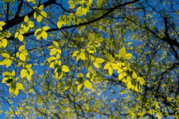 Une branche d'arbre avec des feuilles jaunes et le ciel est bleu.