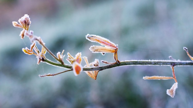 Branche d'arbre avec des feuilles jaunes recouvertes de gel à la fin de l'automne