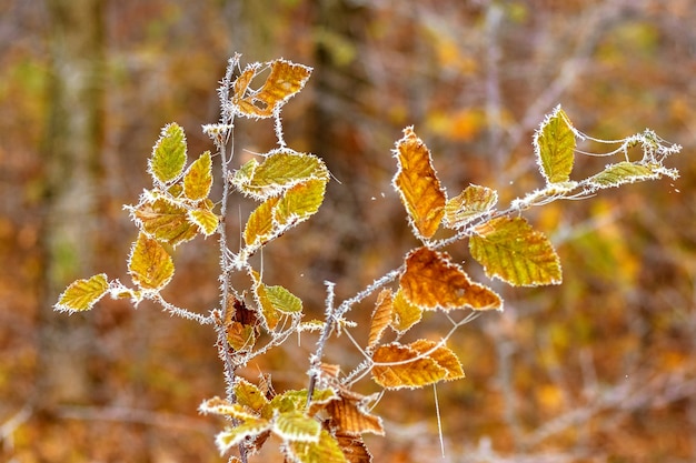 Branche d'arbre avec des feuilles lyophilisées