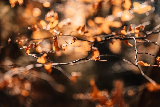 Une branche d'arbre avec des feuilles et le mot "automne" dessus