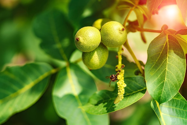 Sur une branche d'un arbre à feuilles pousse des noix vertes