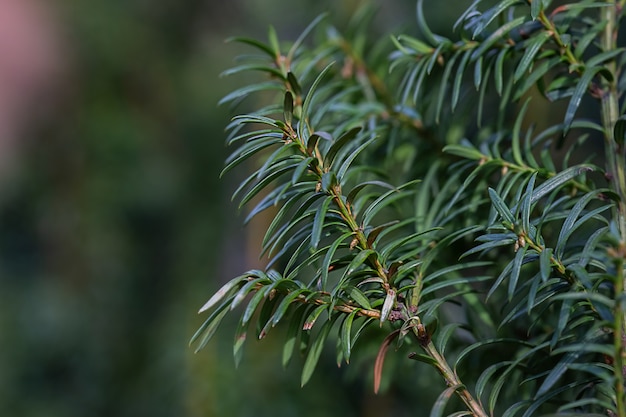 Branche d'arbre avec des feuilles vertes aux beaux jours. Bonjour Printemps. Les premières feuilles vertes sur les arbres au printemps