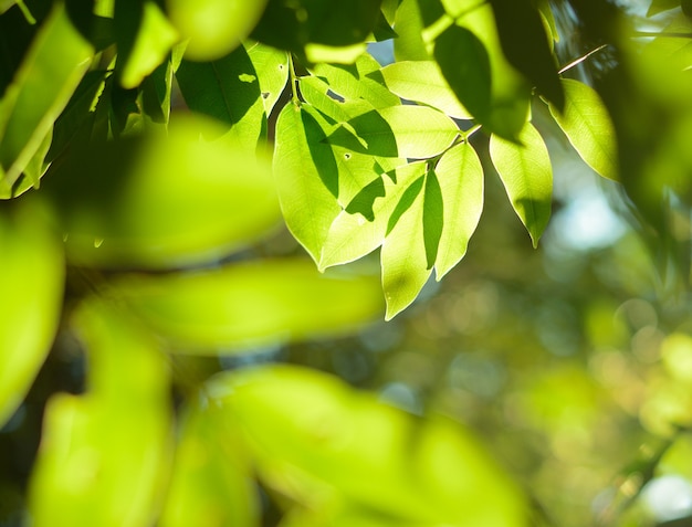 Branche d'arbre avec des feuilles vertes aux beaux jours du printemps