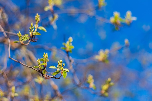 Une branche d'arbre avec des feuilles vertes et le ciel est bleu.