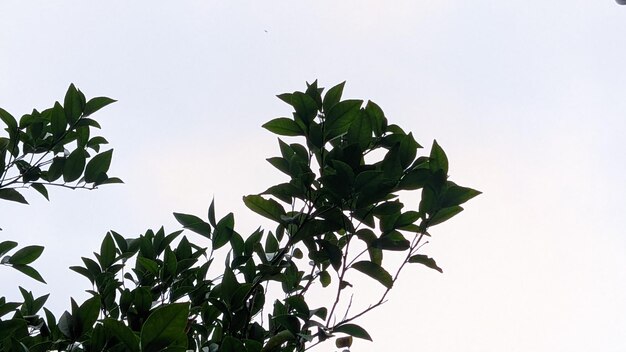 Une branche d'arbre avec des feuilles vertes contre un ciel bleu.